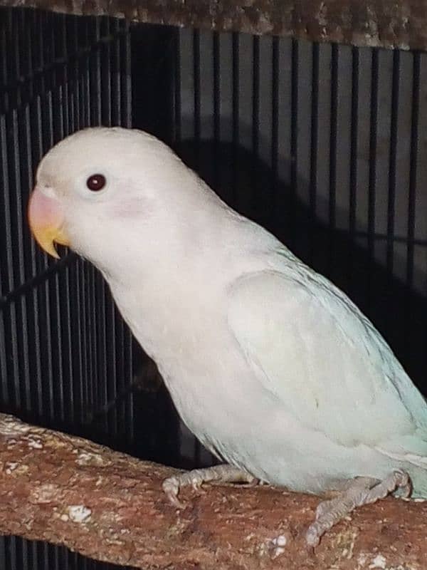 beautiful lovebirds, finches and budgies for sale 3