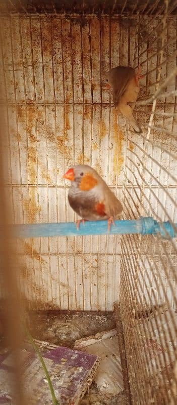 mutation finches he orange 2B yellow beak 0