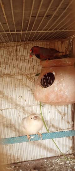 mutation finches he orange 2B yellow beak