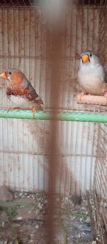 mutation finches he orange 2B yellow beak 3