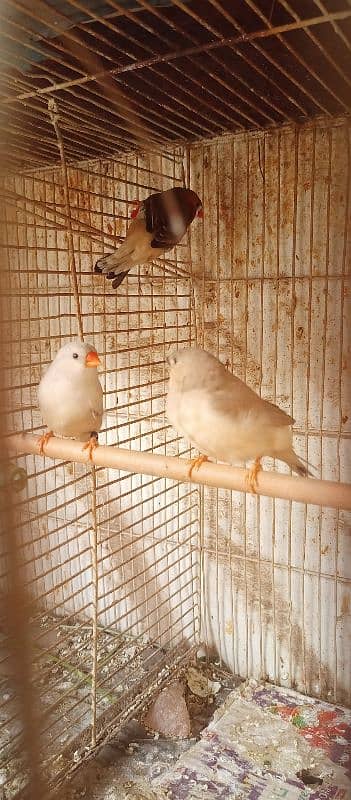 mutation finches he orange 2B yellow beak 5