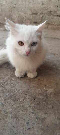 Persian cat