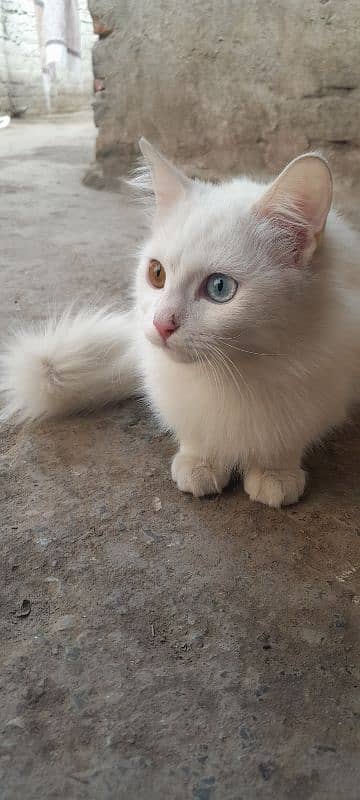 Persian cat 1