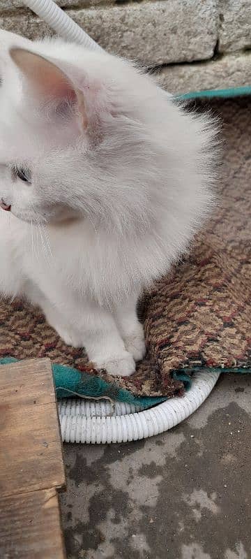 Persian cat 2