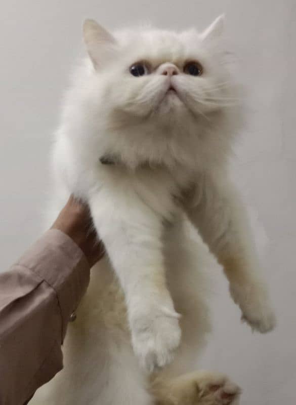 Pike Odd eye Male/Peki/Persian Male 2