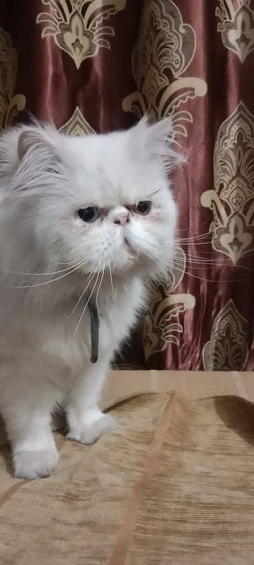 Pike Odd eye Male/Peki/Persian Male 5