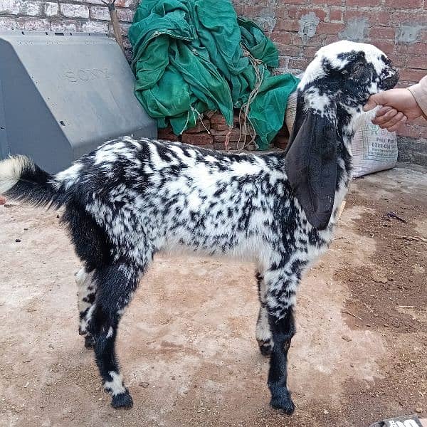 Betal nasal bakra for sale 0