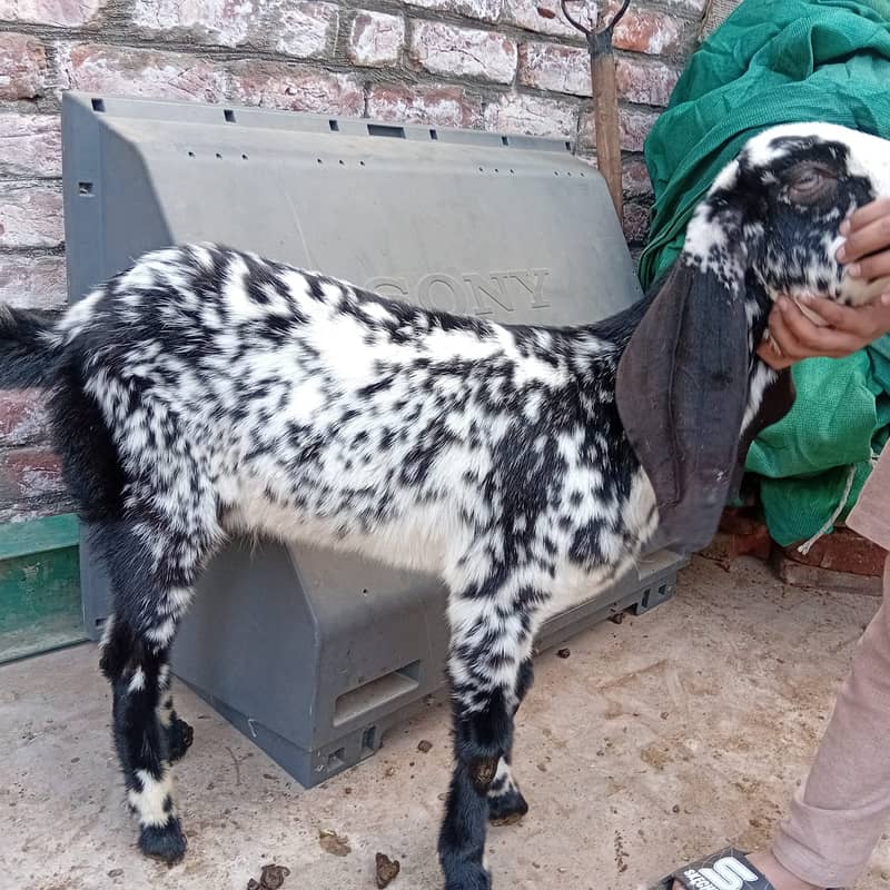 Betal nasal bakra for sale 1