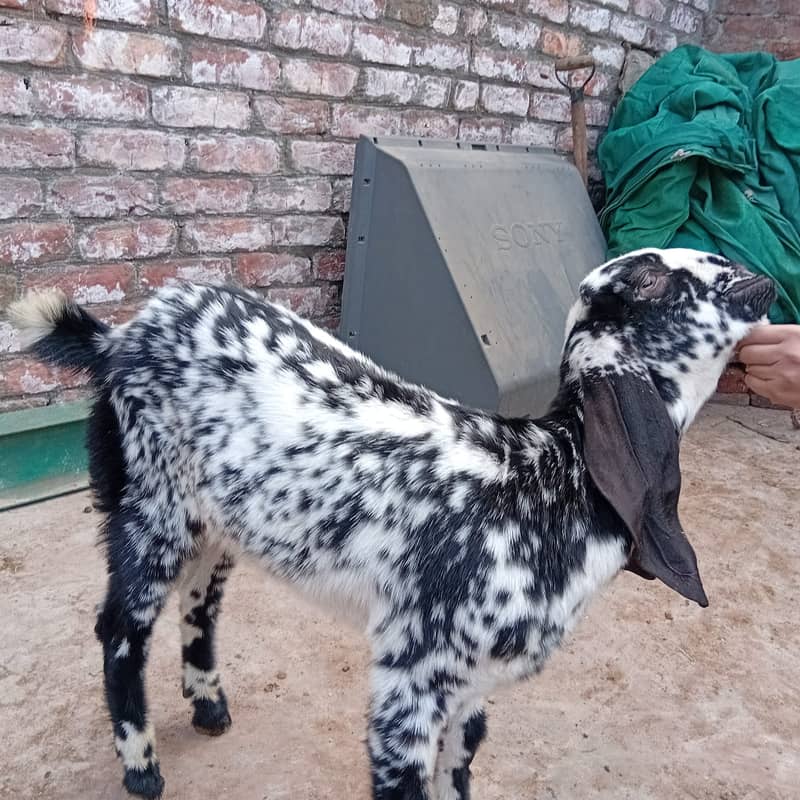 Betal nasal bakra for sale 2