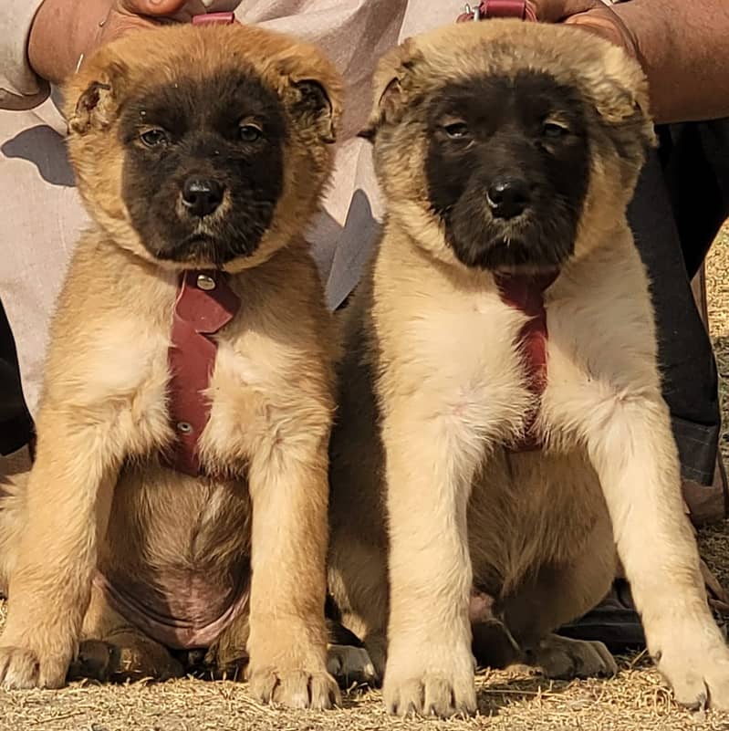 kurdish kangal | kurdish security Breed | kurdish kangal pair for sal 1