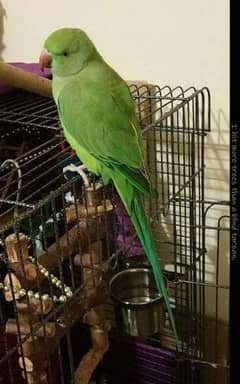 Green Ringneck Parrots pair + Talking Female