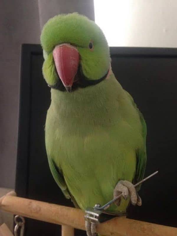 Green Ringneck Parrots pair + Talking Female 1