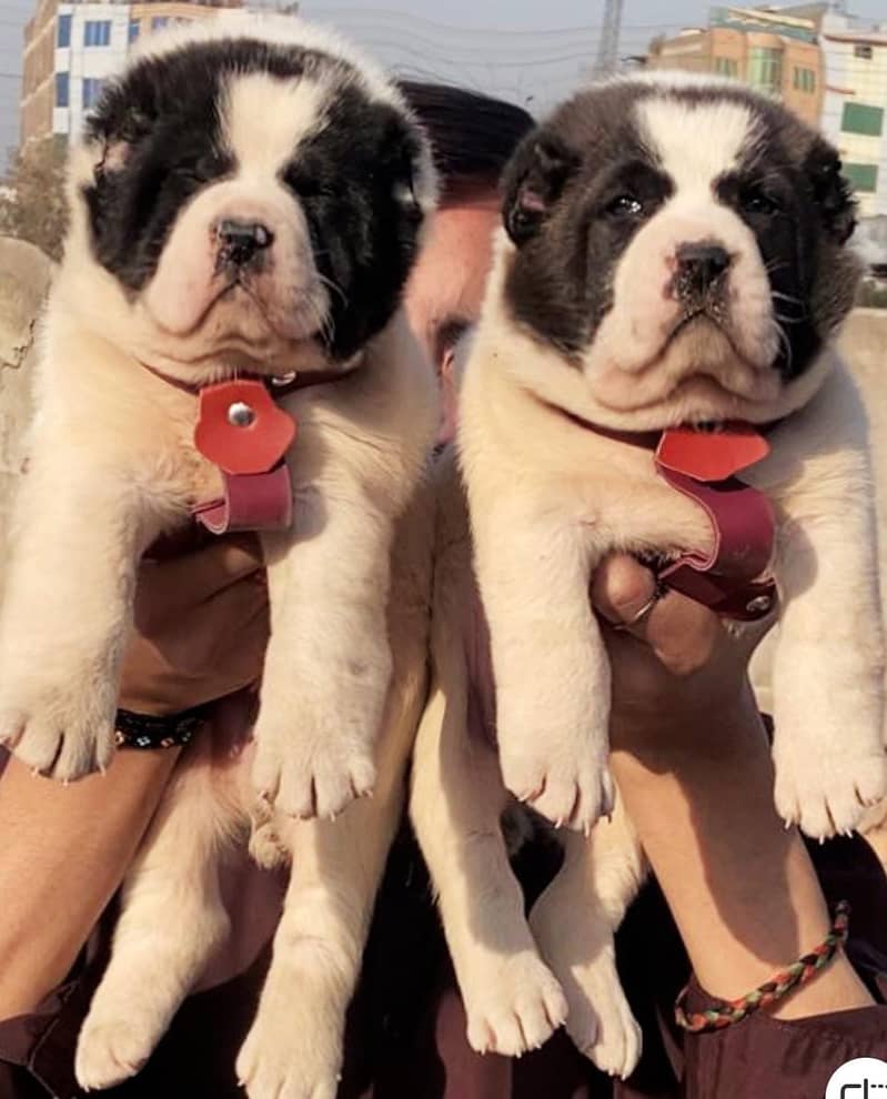 Alabai dog | King Alabai pair | security dog | Alabai Puppies For Sale 0