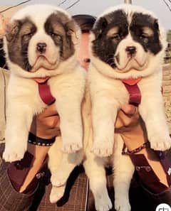 Alabai dog | King Alabai pair | security dog | Alabai Puppies For Sale