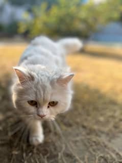 persian cats triple coat