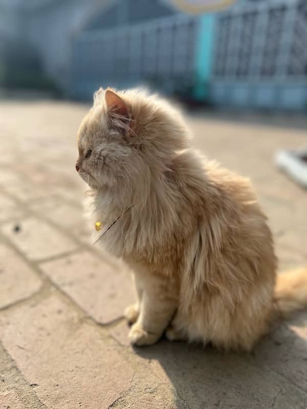 persian cats triple coat 3