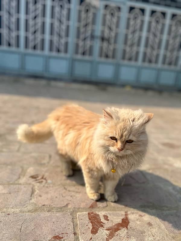 persian cats triple coat 5