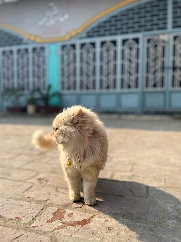 persian cats triple coat 9