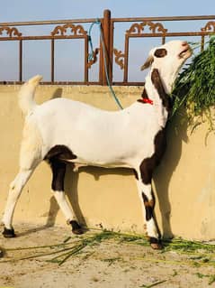 Bakra sell.