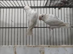 Albino Red eye to red eye jumbzo size breeder pair for urgent sell