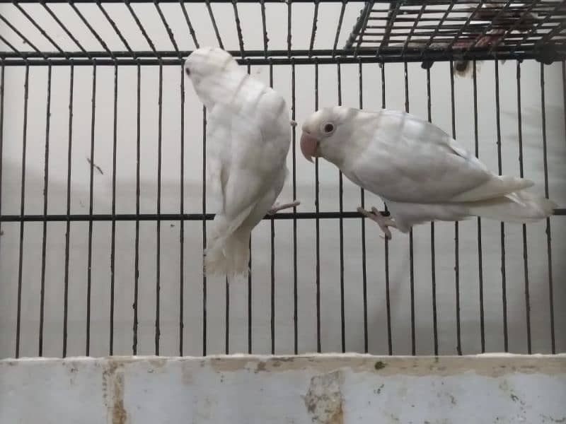 Albino Red eye to red eye jumbzo size breeder pair for urgent sell 0