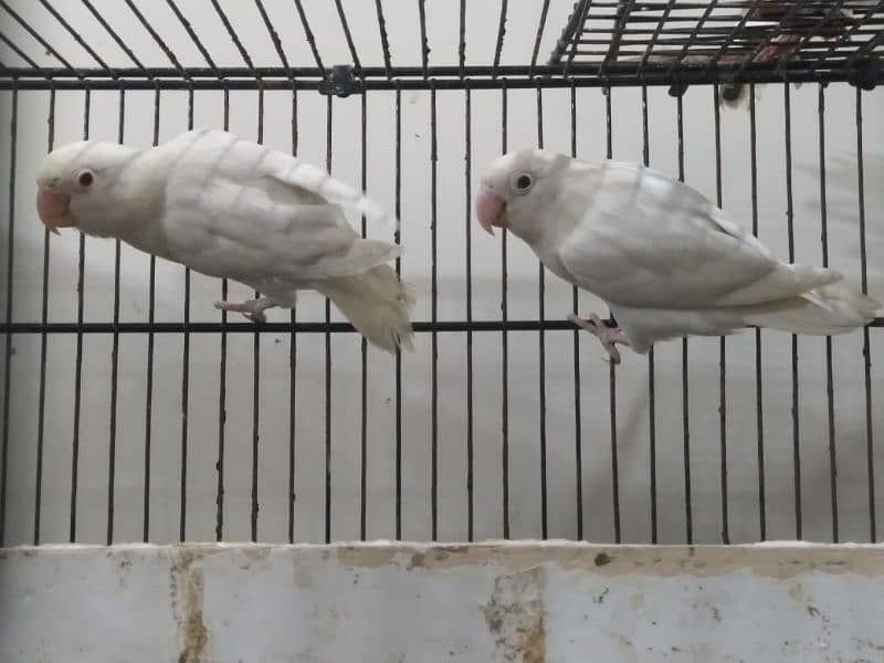 Albino Red eye to red eye jumbzo size breeder pair for urgent sell 1