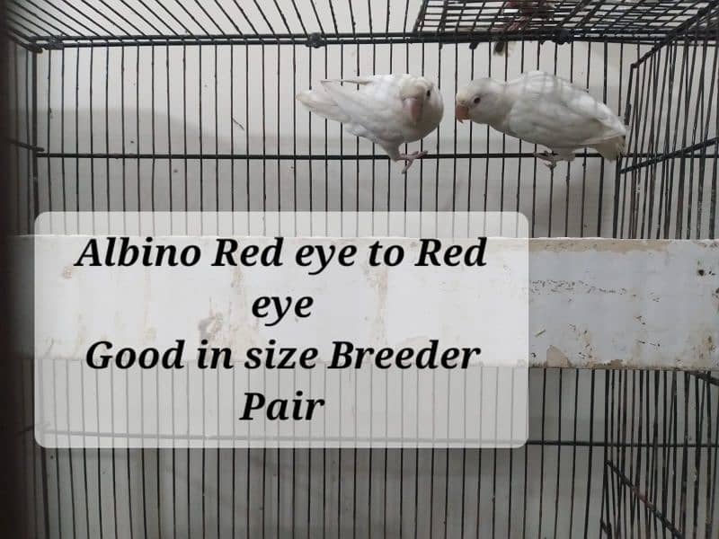 Albino Red eye to red eye jumbzo size breeder pair for urgent sell 2