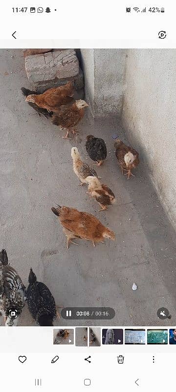 9 Golden misri chiks and 1 aseel 6