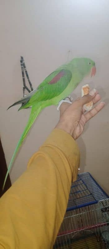 pahari female talkin start ha fly hand tame ha 4