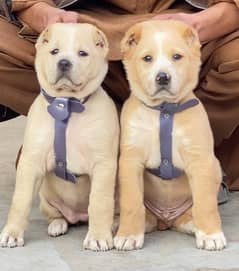 Alabai dog | King Alabai pair | security dog | Alabai Puppies For Sal