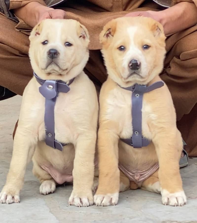 Alabai dog | King Alabai pair | security dog | Alabai Puppies For Sal 0