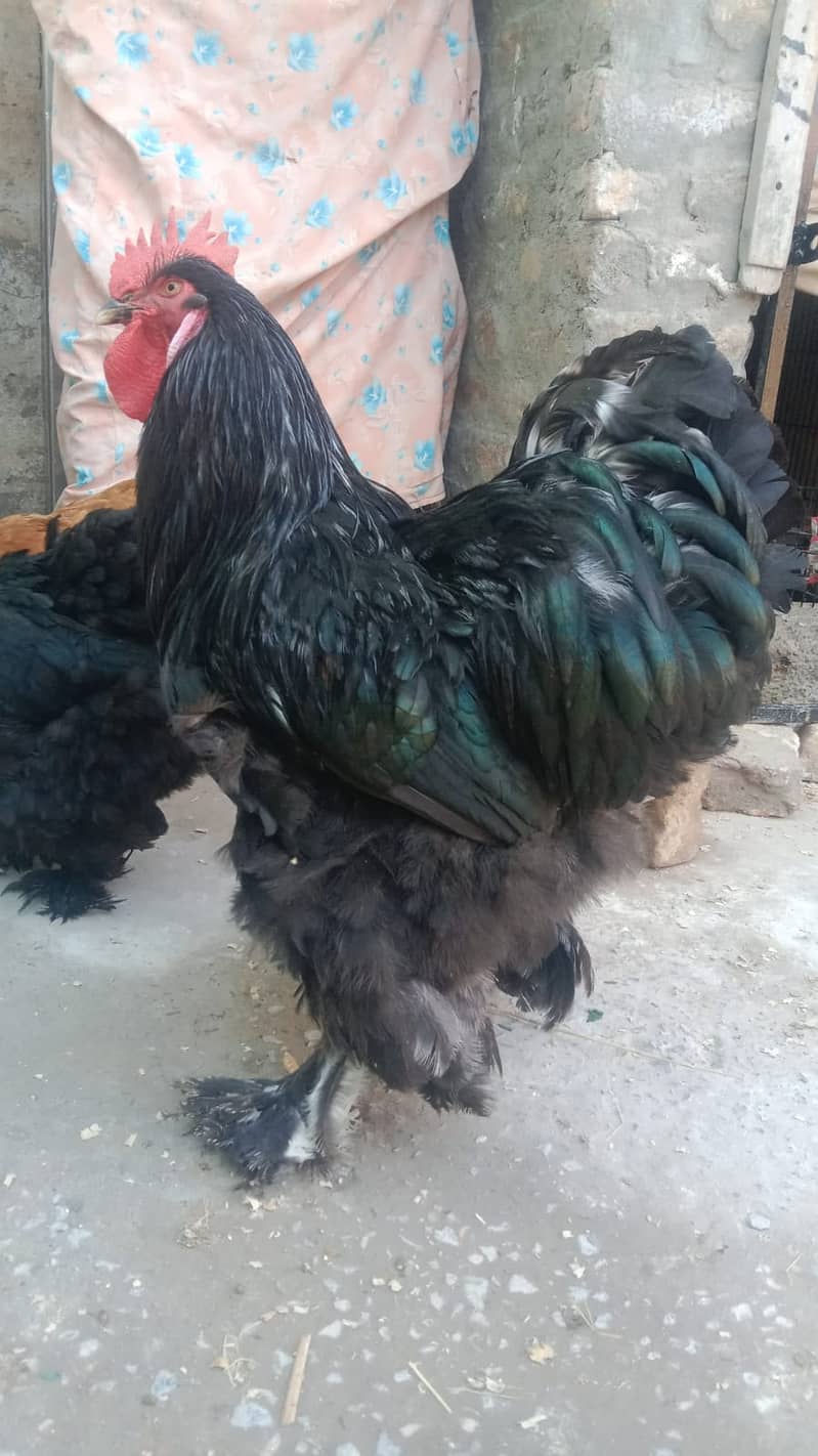 desi murgian / Golden heavy buff hen / pair / egg laying hen 0