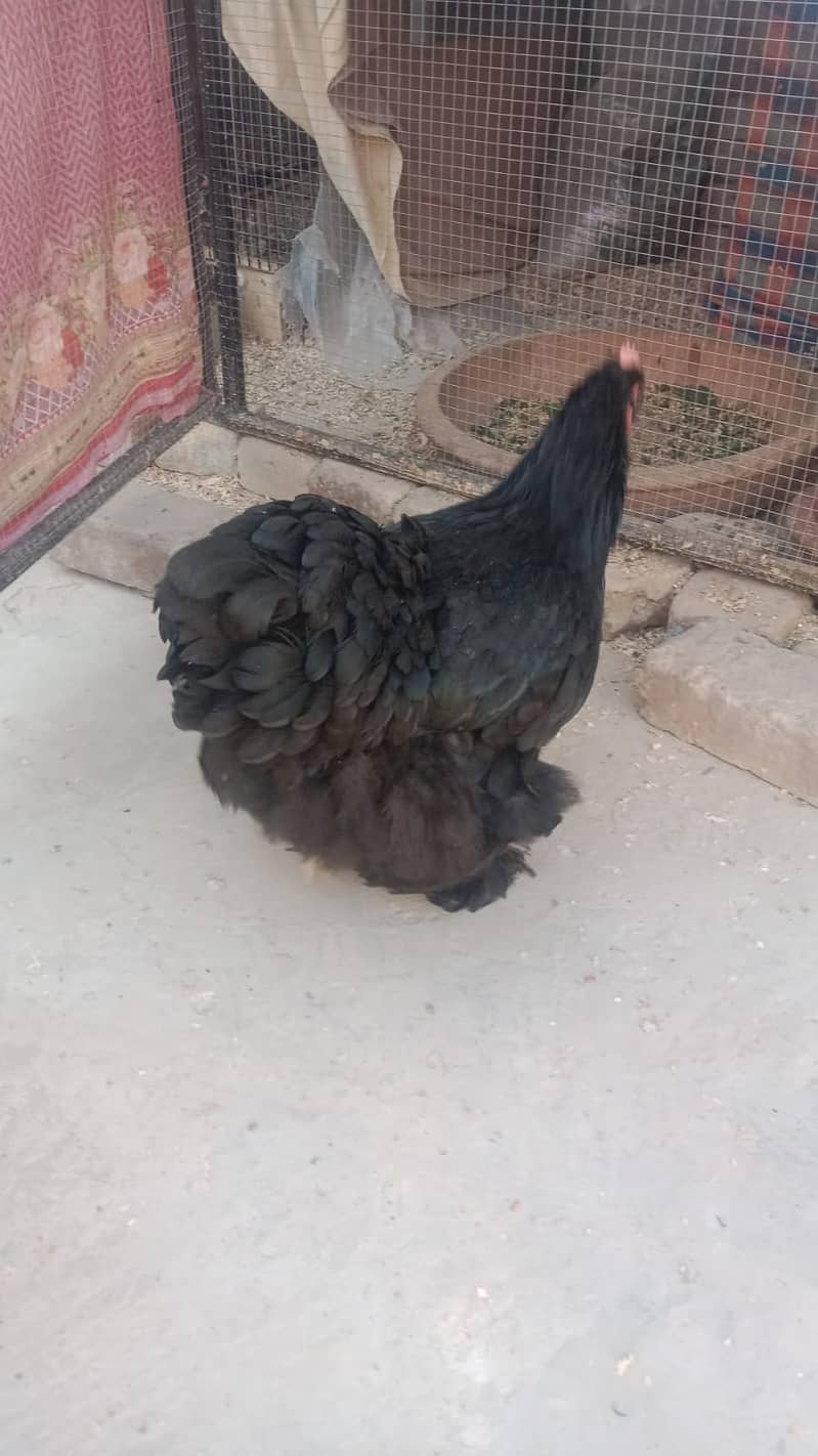 desi murgian / Golden heavy buff hen / pair / egg laying hen 1