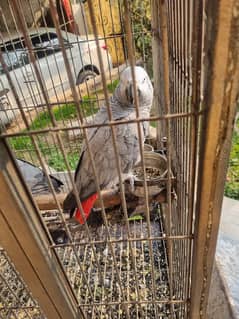 African Grey parrots (Pair )