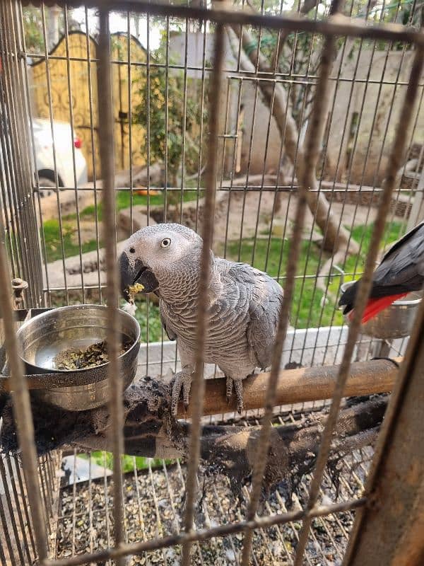 African Grey parrots (Pair ) 1