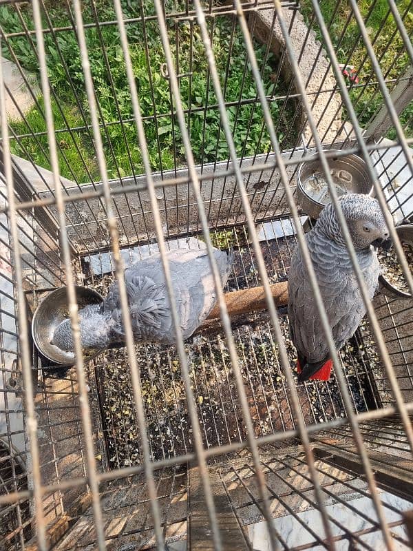 African Grey parrots (Pair ) 2