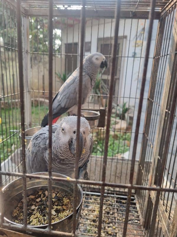 African Grey parrots (Pair ) 3