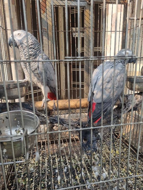 African Grey parrots (Pair ) 4