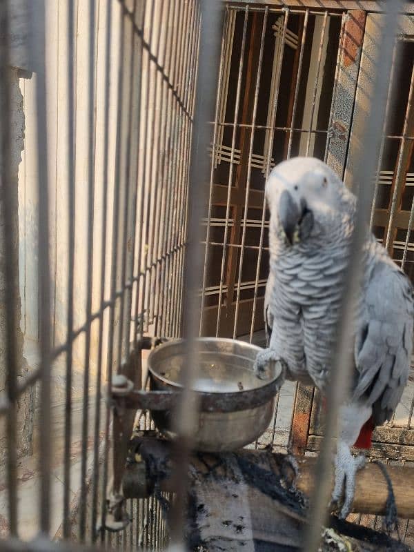 African Grey parrots (Pair ) 5