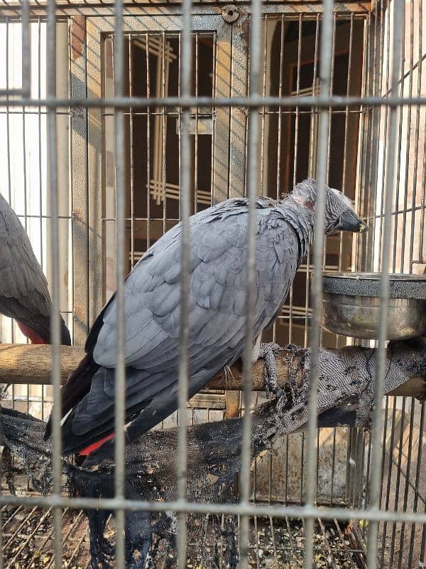 African Grey parrots (Pair ) 6