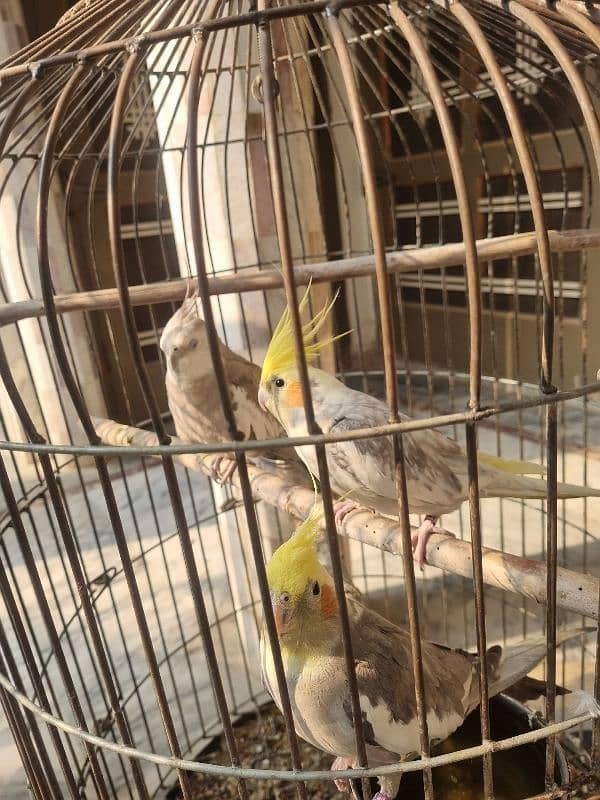 African Grey parrots (Pair ) 7