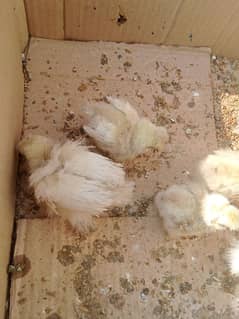 Silkie chicks 35 day