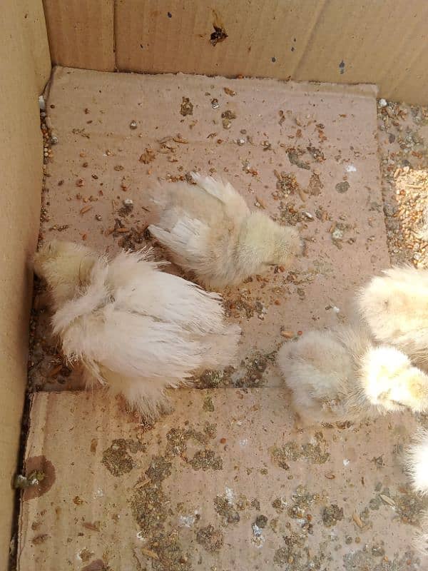 Silkie chicks 35 day 0