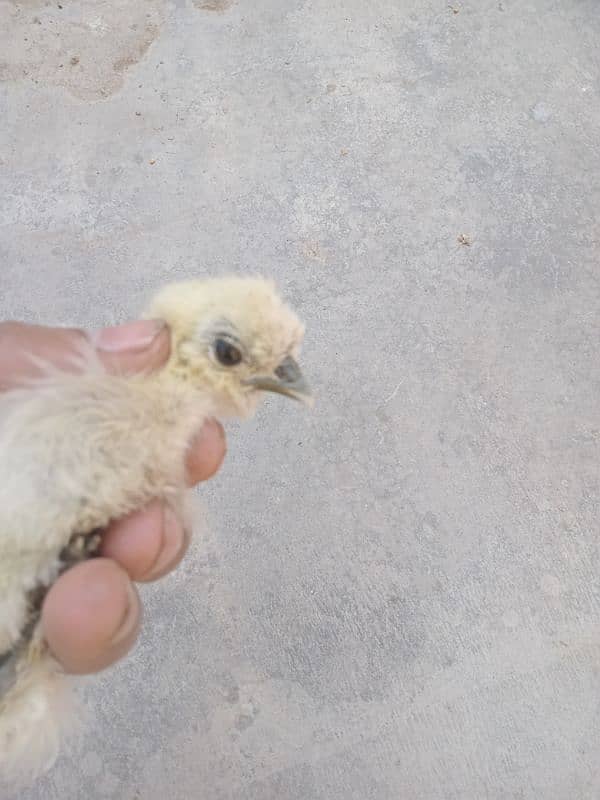 Silkie chicks 35 day 1