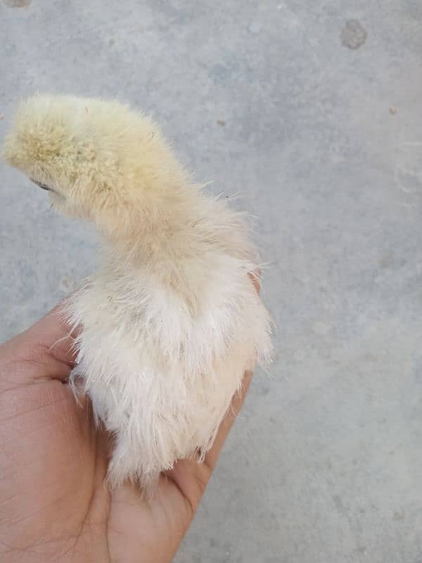 Silkie chicks 35 day 2