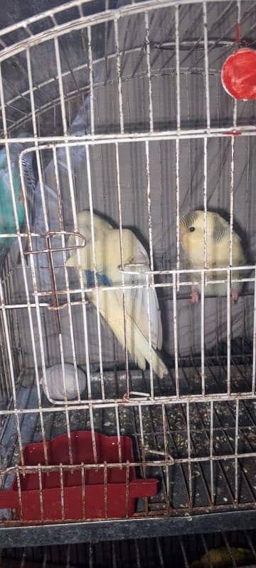 Budgie for sale 0