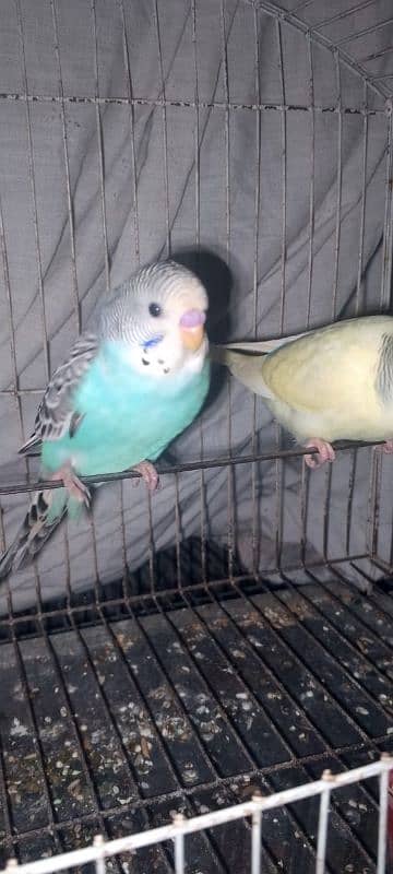 Budgie for sale 2