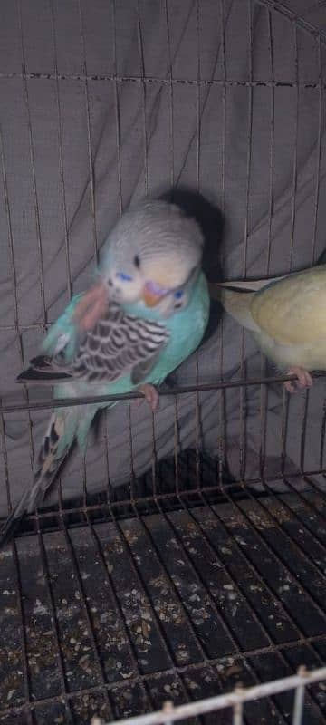 Budgie for sale 3