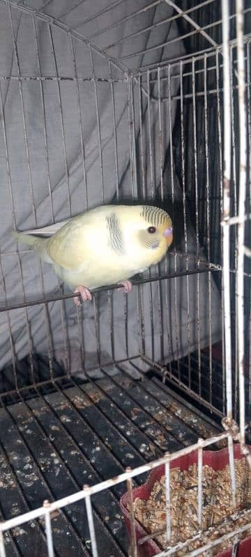 Budgie for sale 4