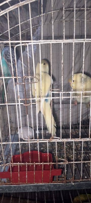 Budgie for sale 5